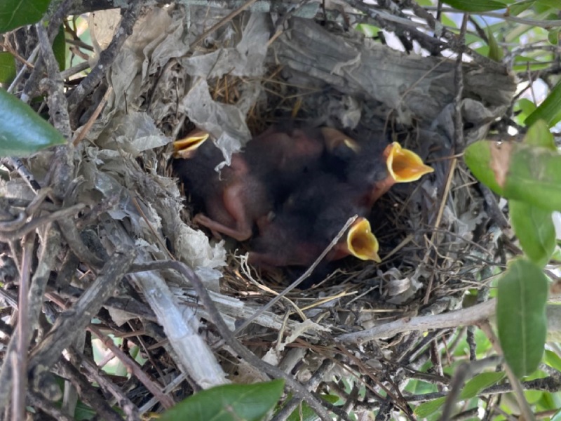 Life at the Nursery – The Business of Birds